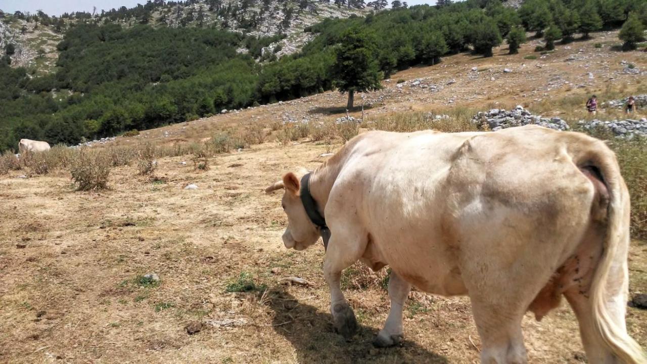 Mille E Una Notte San Severino Lucano Bagian luar foto